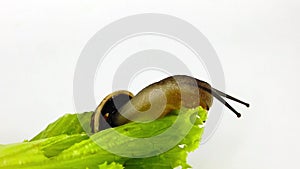 Chocolate-band snail on lettuce leaf 04 slow motion