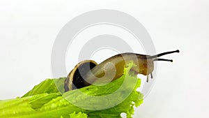 Chocolate-Band Snail on Lettuce Leaf 05 Slow Motion