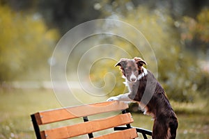 Chocolate border collie stands on a bench