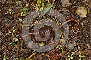 A chocolate brown adult of the Northwestern salamander  Ambystoma gracile