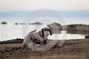 Chocolate brown Cocker Spaniel running on harbour pier. photo