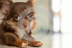 Chocolate brown color chihuahua dog lying on the ground indoor h