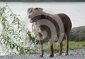 Chocolate brown lab/pitbull dog standing near a lake