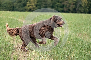 Chocolate Brown Labradoodle in a Field