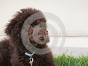 Chocolate brown labradoodle puppy dog lays on the grass