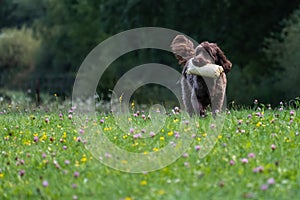 Chocolate Brown Labradoodle Retrieving