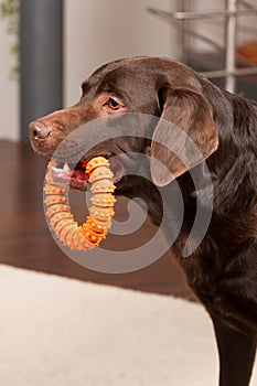 chocolate brown labrador dog has dog toy orange rubber ring in mouth
