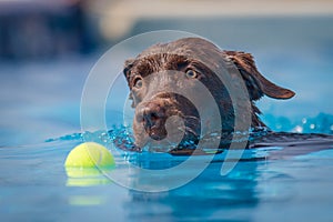 Chocolate brown labrador dog swimming towards a ball through clear blue water