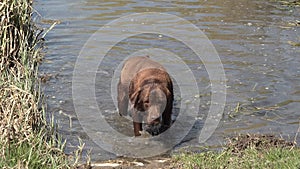 Chocolate brown labrador retriever dog bathes in a large puddle