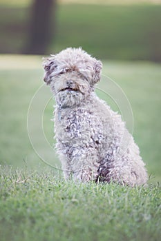 Chocolate brown Maltipoo sitting in a grassy field