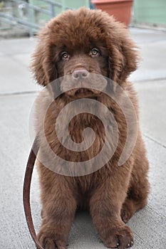 Chocolate Brown Newfoundland Puppy Dog Sitting with a Sweet Expression