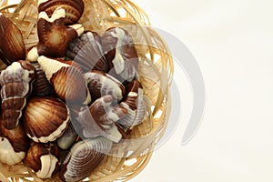 Chocolate candy shaped sea shells