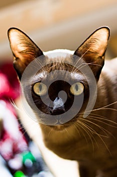 Chocolate Cat Looking in Camera, Thai cat, Thailand cat, yellow eyes.