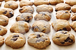 Chocolate chip cookie