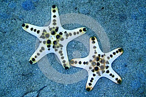 Chocolate Chip Sea Star, Bunaken National Marine Park, Indonesia