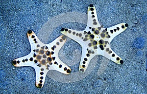 Chocolate Chip Sea Star, Bunaken National Marine Park, Indonesia