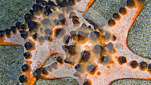Chocolate Chip Sea Star, Bunaken National Marine Park, Indonesia