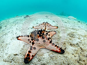 Chocolate chip sea star, Protoreaster nodosus. Wide-angle. Misool, Raja Ampat, Indonesia photo