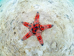 Chocolate chip sea star, Protoreaster nodosus. Wide-angle. Misool, Raja Ampat, Indonesia