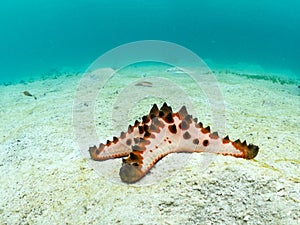 Chocolate chip sea star, Protoreaster nodosus. Wide-angle. Misool, Raja Ampat, Indonesia photo