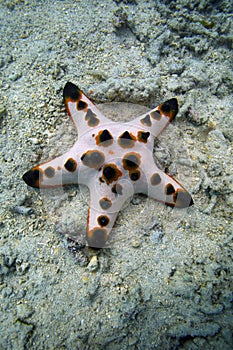 Cioccolato patata fritta il mare stella 