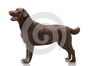 Chocolate color dog Labrador Retriever stand isolated on white background. Side view