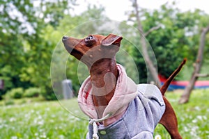 Chocolate colored pinscher dog into the park