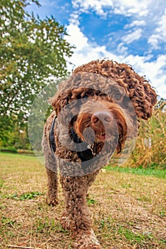 Chocolate colored Romagnolo Lagotto in autumn park. Outdoor portrait of a dog.