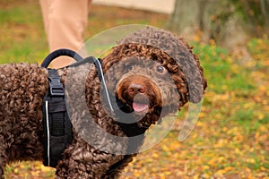 Chocolate colored Romagnolo Lagotto in autumn park. Outdoor portrait of a dog.