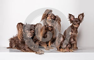 Chocolate colored thoroughbred Russian toy terrier. Group of animals, dogs, family of grandmother, grandfather, mom and puppy.