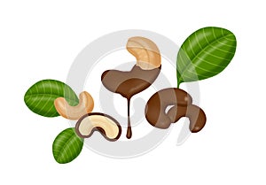 Chocolate covered cashew nuts photo