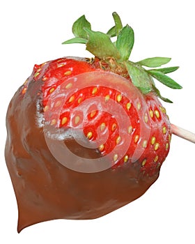 Chocolate covered strawberries close up isolated.