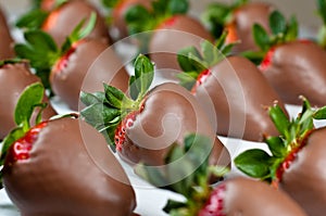 Chocolate Covered Strawberries in Rows photo