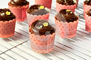 Chocolate cupcakes