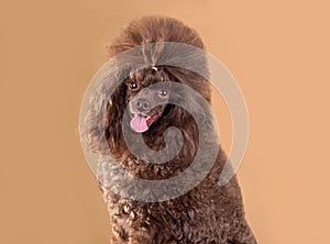 Chocolate cute toy poodle