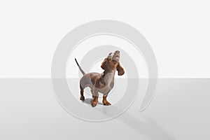 Chocolate dachshund or teckel purebred puppy, stand and bark. Pet full body front side view portrait photo image white