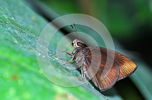 Chocolate demon butterfly