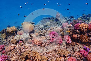 Chocolate dip chromis fish - Chromis Dimidiata, damselfish