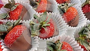 Chocolate dipped strawberries for Valentine`s day