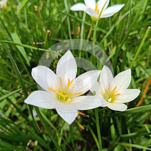 Chocolate Flower herbal plant or Zephyranthes candida Herb. efficacious in treating various internal and external diseases photo