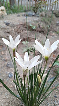 Chocolate flower/Zephyranthes candida