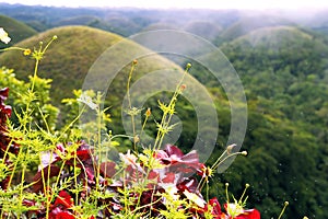 Chocolate hills. Bohol islend. Philippines