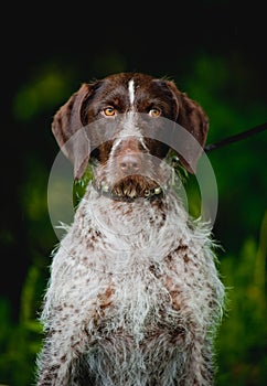 Chocolate hunting dog