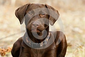 Chocolate Lab