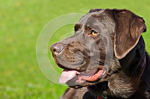 Chocolate lab