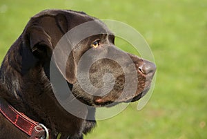 Chocolate lab