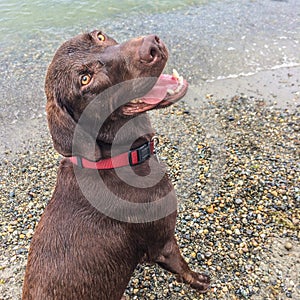 Chocolate lab