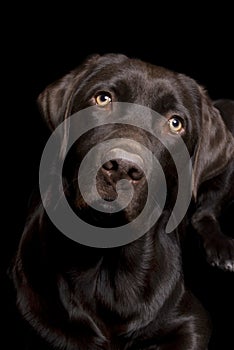 Chocolate Lab on Black