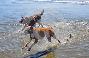 Chocolate lab and boxer running in ocean beach waters