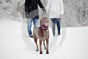 Chocolate lab with couple